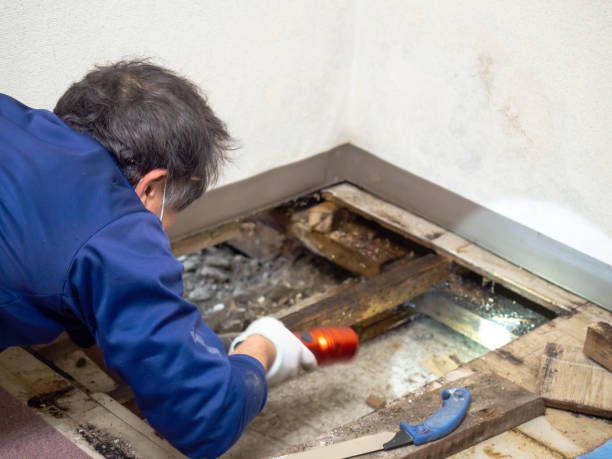Trusted Portageville, MO Mold Remediation Experts