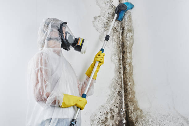 Best Post-Flood Mold Remediation in Portageville, MO