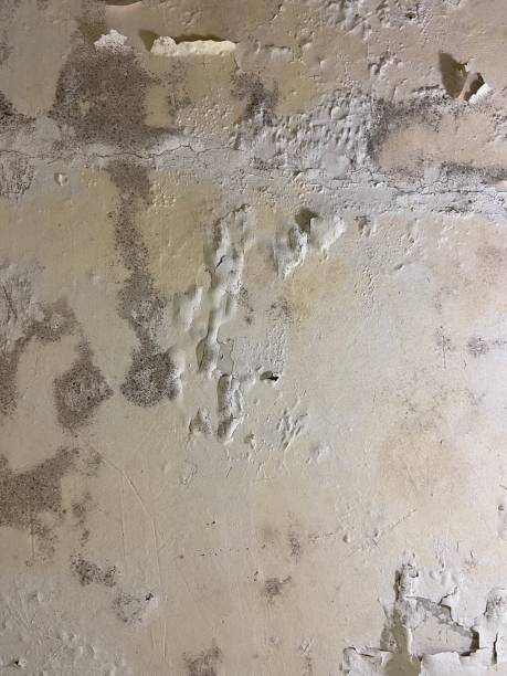 Best Basement Mold Remediation in Portageville, MO